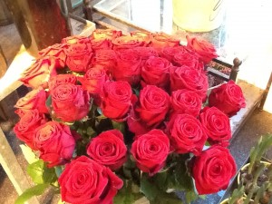 røde roser 1